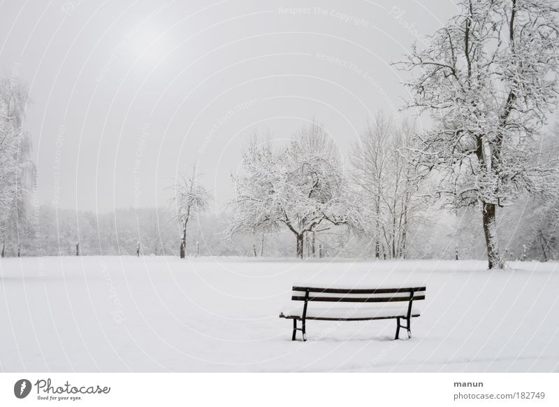 Winterzeit Sinnesorgane Erholung ruhig Natur Landschaft Eis Frost Schnee Baum Bank Park weiß Traurigkeit Einsamkeit kalt trist Nebel Außenaufnahme