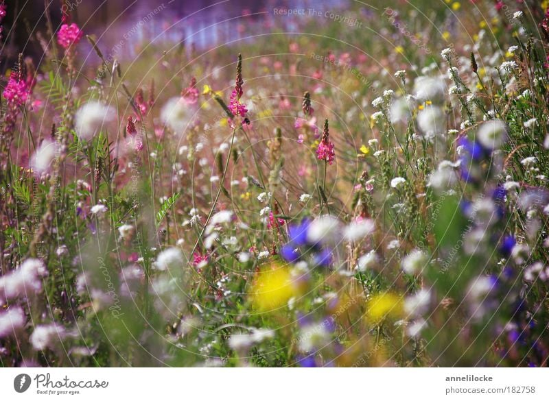 mitten in Berlin Farbfoto Außenaufnahme Nahaufnahme Menschenleer Tag Ausflug Sommerurlaub Umwelt Natur Landschaft Pflanze Blume Gras Blatt Blüte Wildpflanze