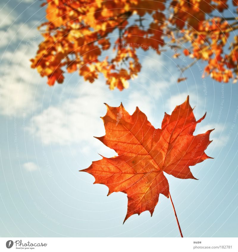 Titelblatt Natur Pflanze Himmel Herbst Wetter Schönes Wetter Blatt alt fallen ästhetisch schön Zeit Herbstlaub herbstlich Jahreszeiten Färbung orange