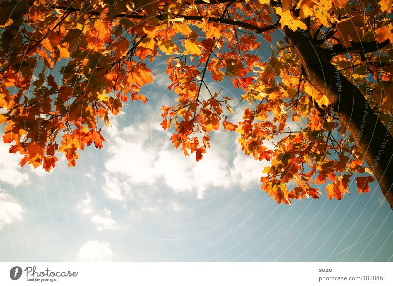 Buntpapier Umwelt Natur Pflanze Himmel Herbst Schönes Wetter Baum Blatt alt ästhetisch gold Zeit Herbstlaub herbstlich Jahreszeiten Färbung Baumstamm Baumkrone