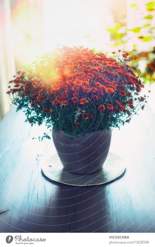 Herbsliche Blumen in der Vase auf dem Tisch Lifestyle Stil Design Häusliches Leben Wohnung Innenarchitektur Dekoration & Verzierung Natur Pflanze Blatt Blüte