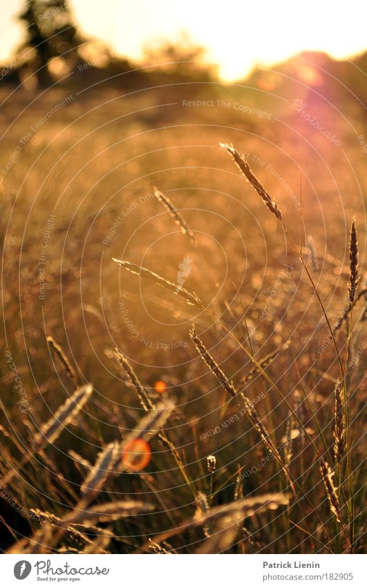 evening setting Ausflug Ferne Sommer Natur Landschaft Pflanze Sonnenaufgang Sonnenuntergang Gras Wüste outback Australien New South Wales Farbfoto Außenaufnahme