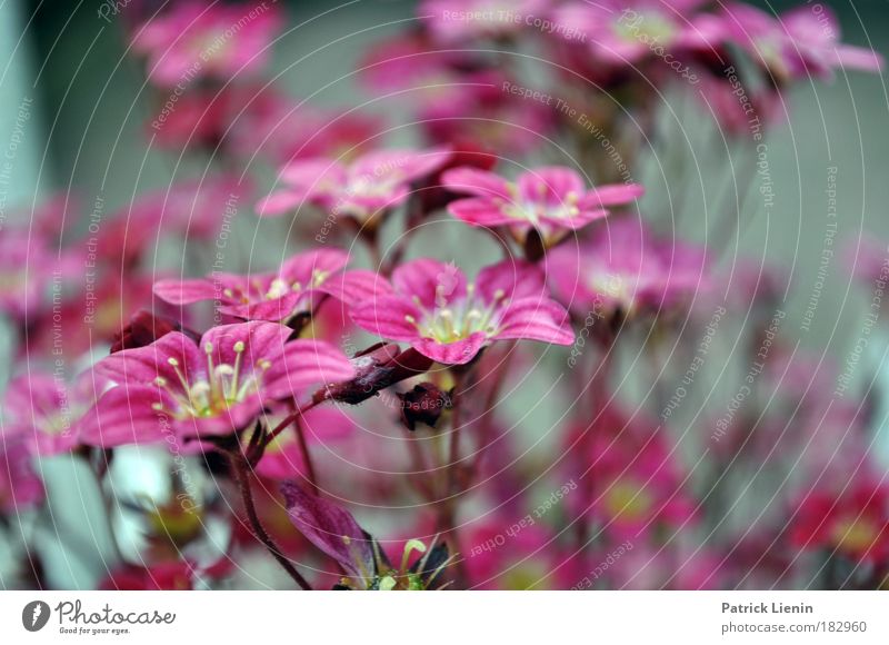 Saxifraga Natur Landschaft Pflanze Frühling Blume Blüte Wildpflanze exotisch Park Wiese schön weich Frühlingsgefühle Romantik Bodendecker Steinbrechgewächse