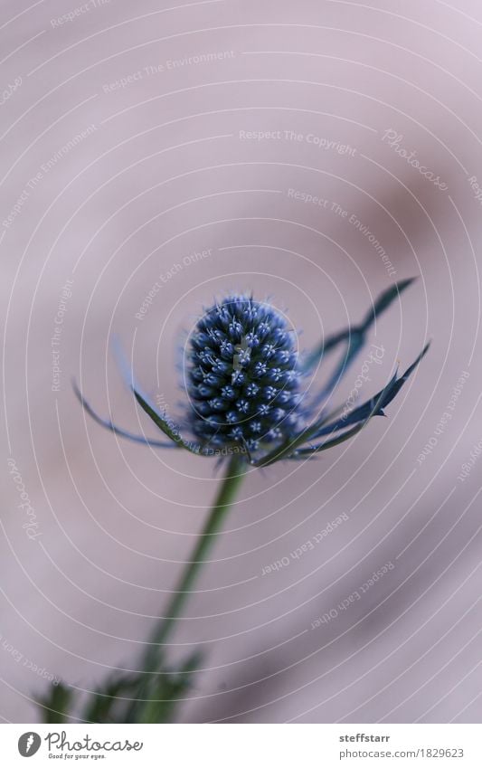 Makro einer einzelnen Blume der blauen Distel Eryngium Pflanze Blüte grün violett Frieden "Blau Stachelige Kratzdistel purpur stachelig natürlich stark herzhaft
