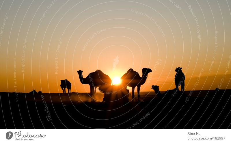 Feierabend Tourismus Mann Erwachsene Himmel Horizont Wüste Dromedar Kamel Kameltreiber Tiergruppe Arbeit & Erwerbstätigkeit Armut ästhetisch authentisch einfach