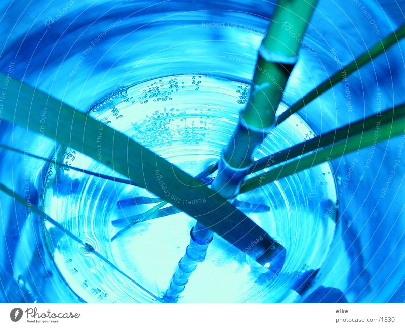 bambusblaugrün Pflanze Bambusrohr Wasser Glas