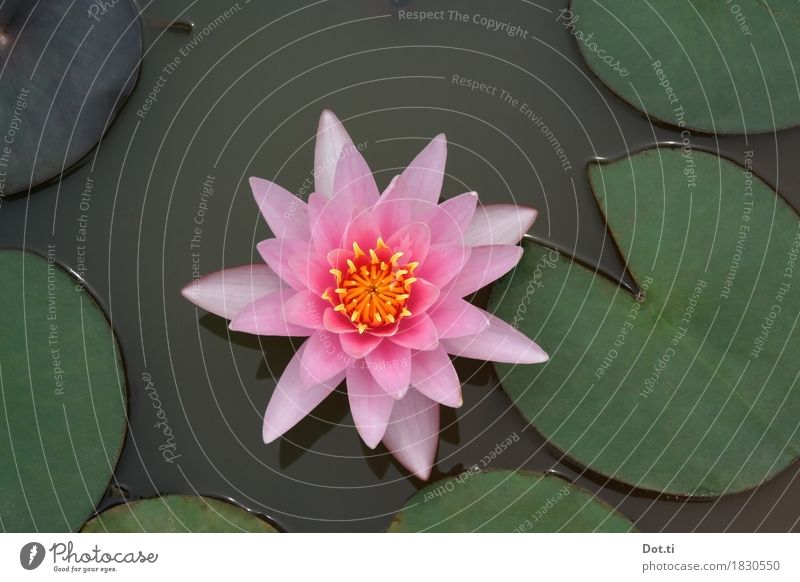 nymphéa Natur Pflanze Wasser Blume Blatt Blüte Teich See schön natürlich rosa Idylle rein Symmetrie Seerosen perfekt Farbfoto Außenaufnahme Nahaufnahme