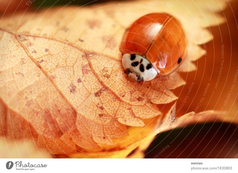 Marienkäfer im Herbst auf gelbem Blatt Käfer Flügel 1 Tier braun rot Glück Tierporträt Zähne Natur Makroaufnahme xenias krabbeln Schwache Tiefenschärfe Insekt