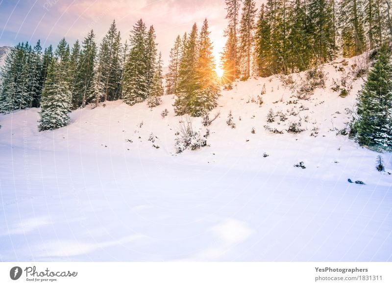 Sun strahlt durch Tannenwald im Winter aus Freude Ferien & Urlaub & Reisen Sonne Schnee Winterurlaub Berge u. Gebirge Weihnachten & Advent Silvester u. Neujahr