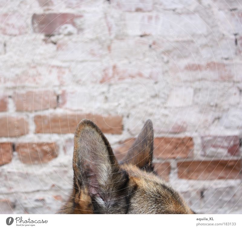 Lauschangriff Farbfoto Außenaufnahme Menschenleer Textfreiraum oben Starke Tiefenschärfe Tier Haustier Hund hören Überwachung überwachen Ohr Fell Mauer Stein