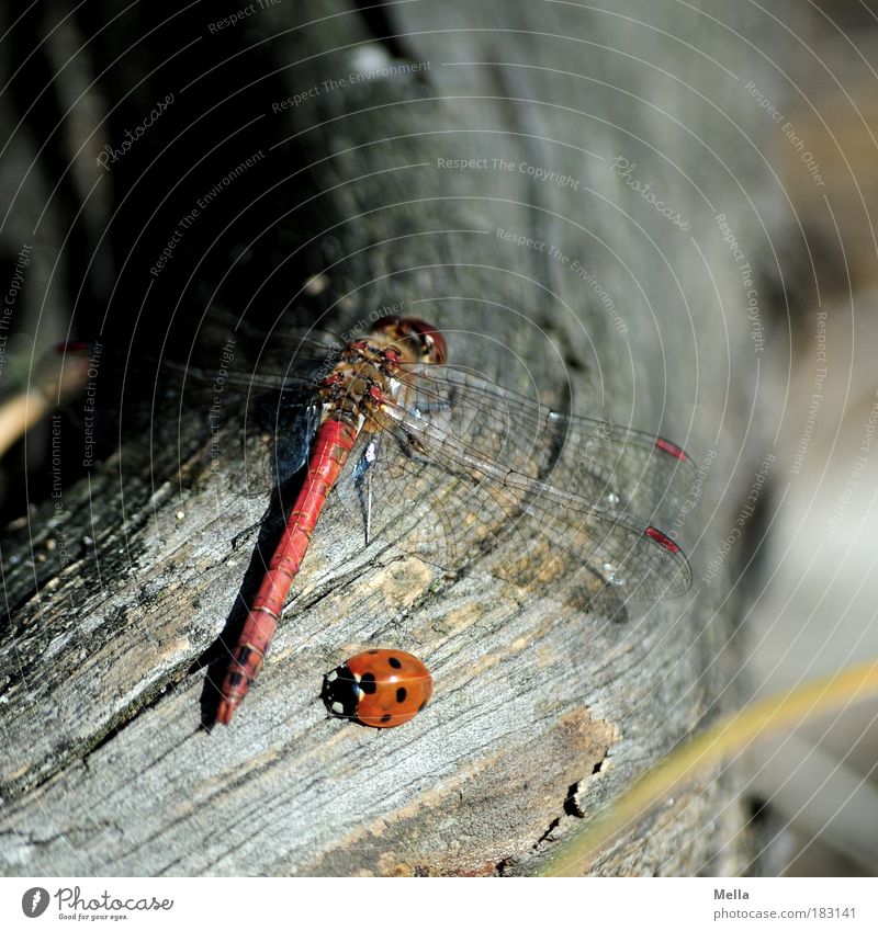 Ich möcht' so gern dein Freund sein Umwelt Natur Tier Käfer Libelle Marienkäfer 2 Holz sitzen Zusammensein natürlich niedlich positiv Akzeptanz Vertrauen