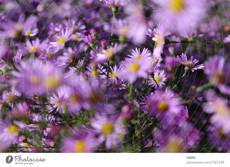 noch `n Blumengruß . . . Farbfoto Nahaufnahme Menschenleer Sonnenlicht harmonisch Wohlgefühl Natur Pflanze Herbst Schönes Wetter Sträucher Blatt Blüte Park