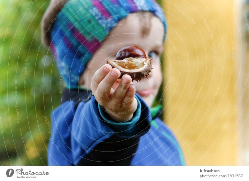 Herbstgruß Junge 1 Mensch 3-8 Jahre Kind Kindheit Jacke entdecken blau Kastanienschale Hand Finger zeigen Schalenfrucht Kopf Stirnband Auge Farbfoto