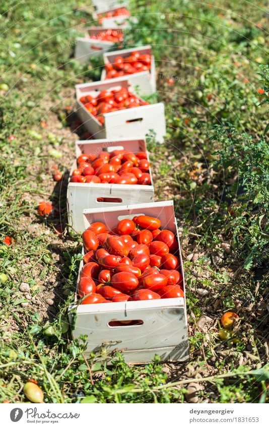Ausgewählte Tomaten in Kisten Gemüse Essen Sommer Garten Arbeit & Erwerbstätigkeit Natur Pflanze Holz Wachstum frisch grün rot Bauernhof Ackerbau Lebensmittel
