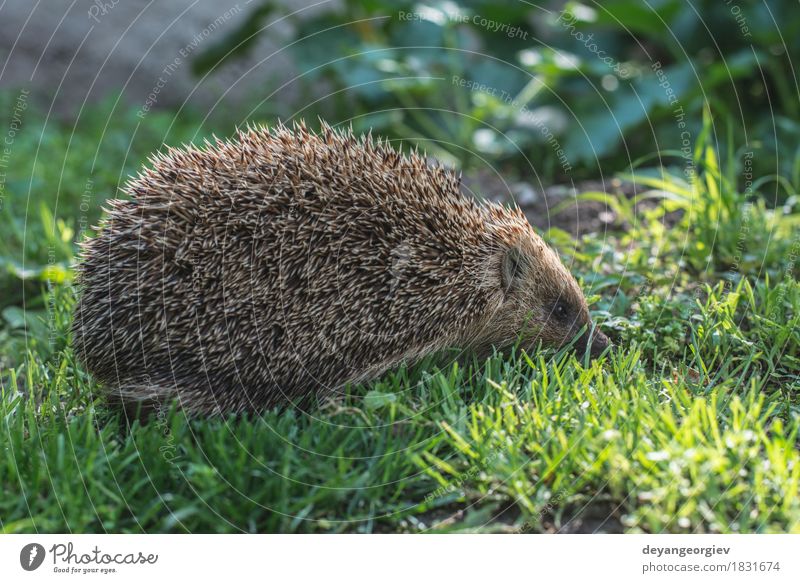 Igel Sommer Garten Natur ein lizenzfreies Stock Foto von