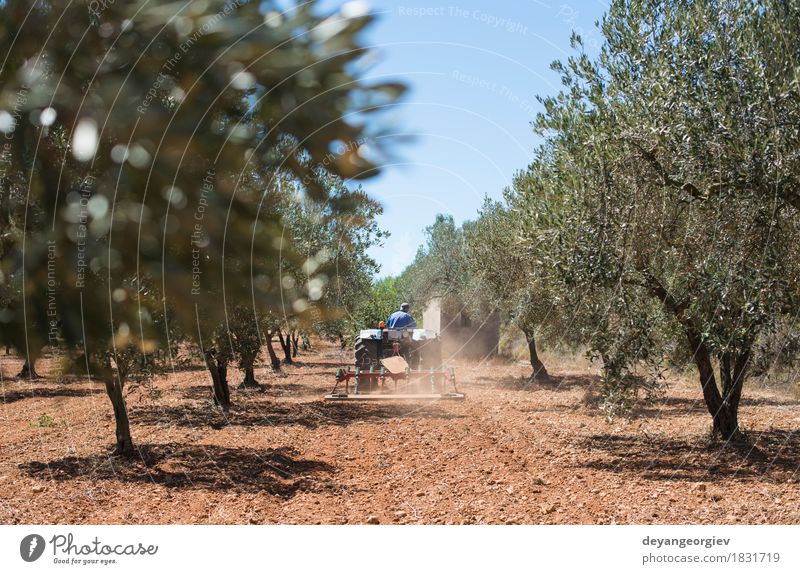 Traktor und Olivenbäume. Gemüse Arbeit & Erwerbstätigkeit Beruf Industrie Maschine Natur Landschaft Pflanze Baum Gras Fahrzeug natürlich grün oliv Erdöl