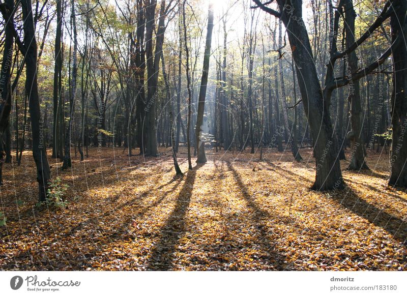 Laubwald im Licht Farbfoto Außenaufnahme Menschenleer Textfreiraum unten Tag Schatten Kontrast Sonnenlicht Sonnenstrahlen Gegenlicht Zentralperspektive Natur
