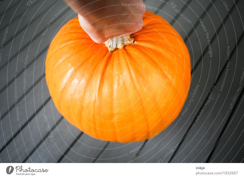 Kürbis schwer orange groß Kürbiszeit Ernte Gesunde Ernährung Gemüse heben rund Herbst frisch üppig (Wuchs)