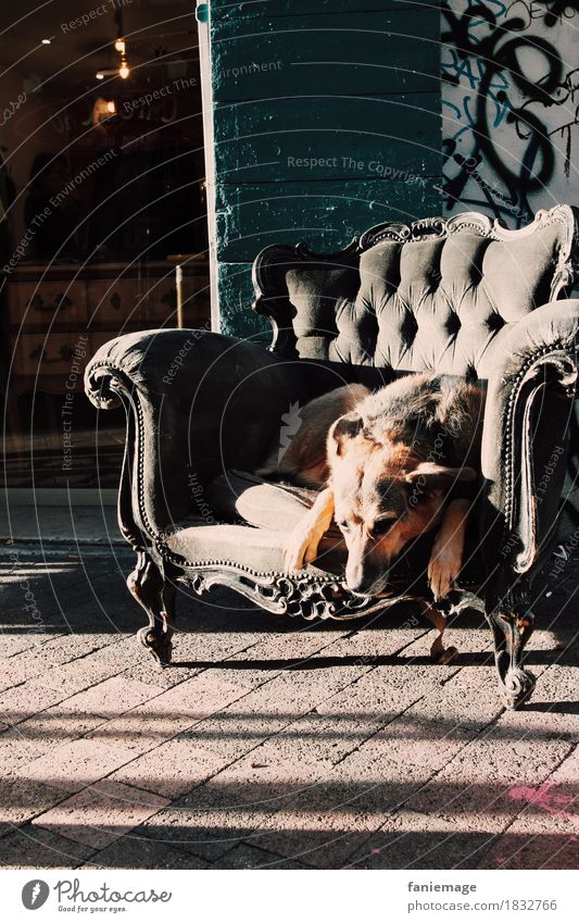 siesta Tier Haustier Hund 1 schlafen Sessel Erholung Siesta lustig Stadt Stadtleben Graffiti altehrwürdig Schattenspiel Erschöpfung Pause Schäferhund süß