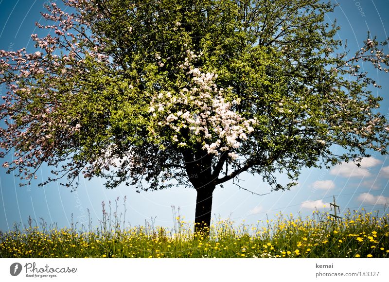 Baum des Lebens Umwelt Natur Landschaft Pflanze Himmel Wolken Frühling Sommer Schönes Wetter Blume Gras Blüte Grünpflanze Nutzpflanze Kirschbaum Kirschblüten