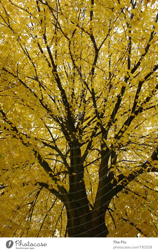 Baum im Herbst mit gelben Blättern Farbfoto Außenaufnahme Menschenleer Tag Froschperspektive Natur Pflanze Wetter Wald Stadtrand träumen braun Gefühle Sehnsucht