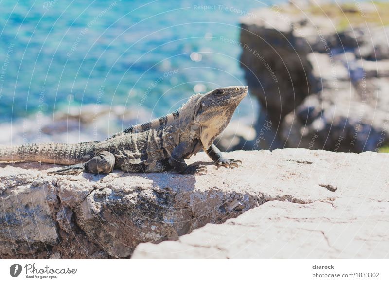 Leguan auf einer Klippe (Isla Mujeres) Umwelt Natur Strand Meer Karibisches Meer isla mujeres Cancun Mexiko Tier Wildtier Leguane 1 blau braun mehrfarbig türkis