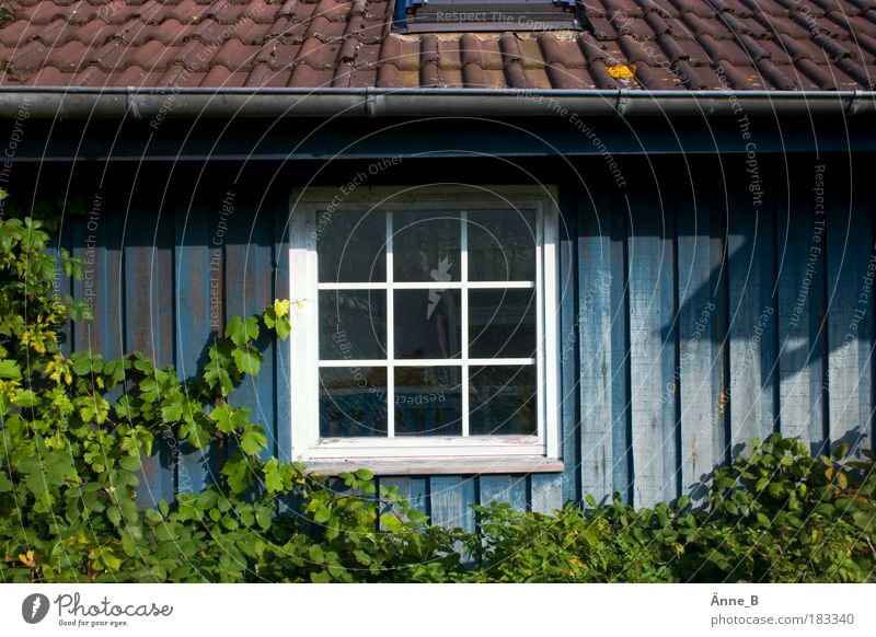 Grüne Ranken an blauem Haus Häusliches Leben Wohnung Traumhaus Garten Blatt Brombeerbusch Dorf Hütte Fassade Fenster Dach Holz braun grün weiß einzigartig