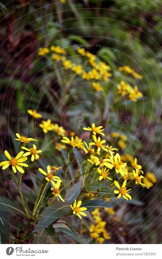 Bunja Umwelt Natur Pflanze Frühling Blume Blüte Grünpflanze Wildpflanze exotisch Wald Berge u. Gebirge gelb Korbblütengewächs Australien Sonne ruhig grün