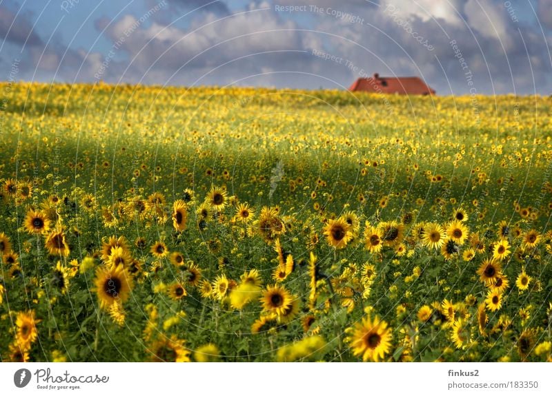 Sunflowerfields for ever Farbfoto mehrfarbig Außenaufnahme Menschenleer Tag Licht Schatten Sonnenlicht Unschärfe Schwache Tiefenschärfe Totale Landschaft