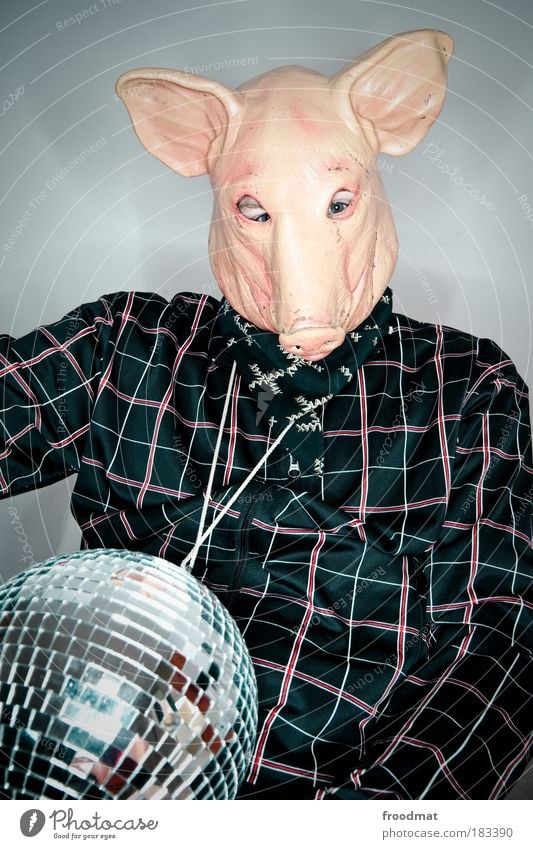 popstar schweinegrippe Farbfoto mehrfarbig Innenaufnahme Studioaufnahme Blitzlichtaufnahme Tierporträt Oberkörper Vorderansicht Blick in die Kamera Nutztier