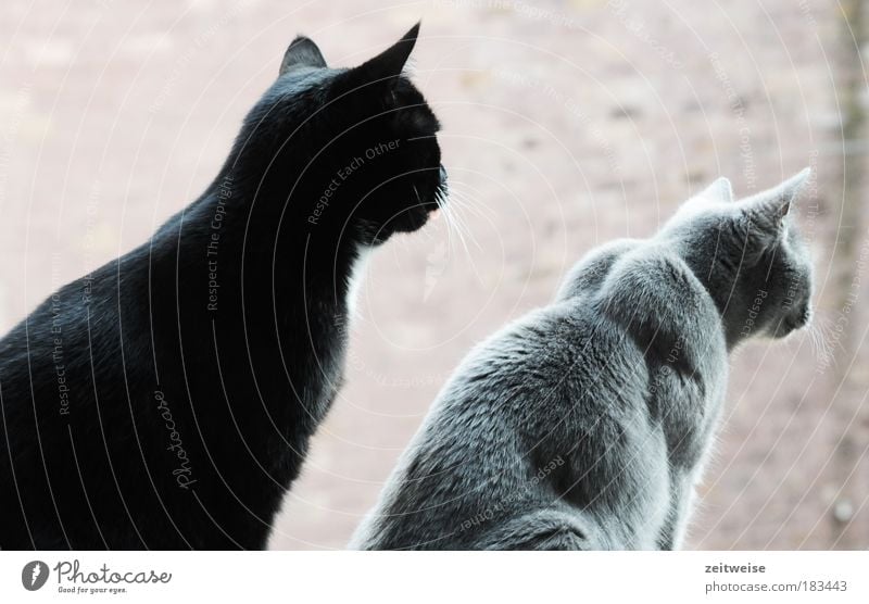 kohlmeise Farbfoto Außenaufnahme Hintergrund neutral Tag Tierporträt Profil Haustier Katze Fell 2 beobachten sitzen warten Zusammensein Neugier niedlich grau
