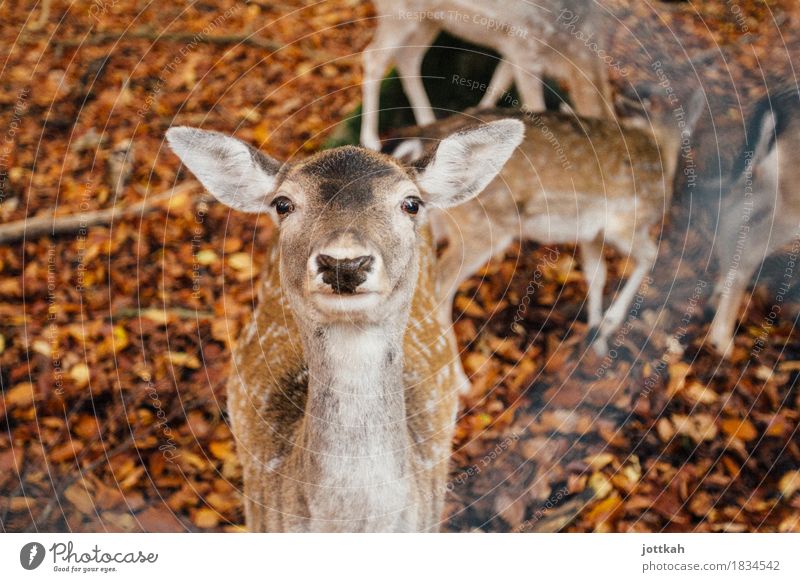 Reh guckt neugierig mit aufgestellten Ohren in die Kamera Umwelt Natur Herbst Tier Wildtier Tiergesicht Fell Zoo Damwild 1 Tiergruppe stehen nah Neugier