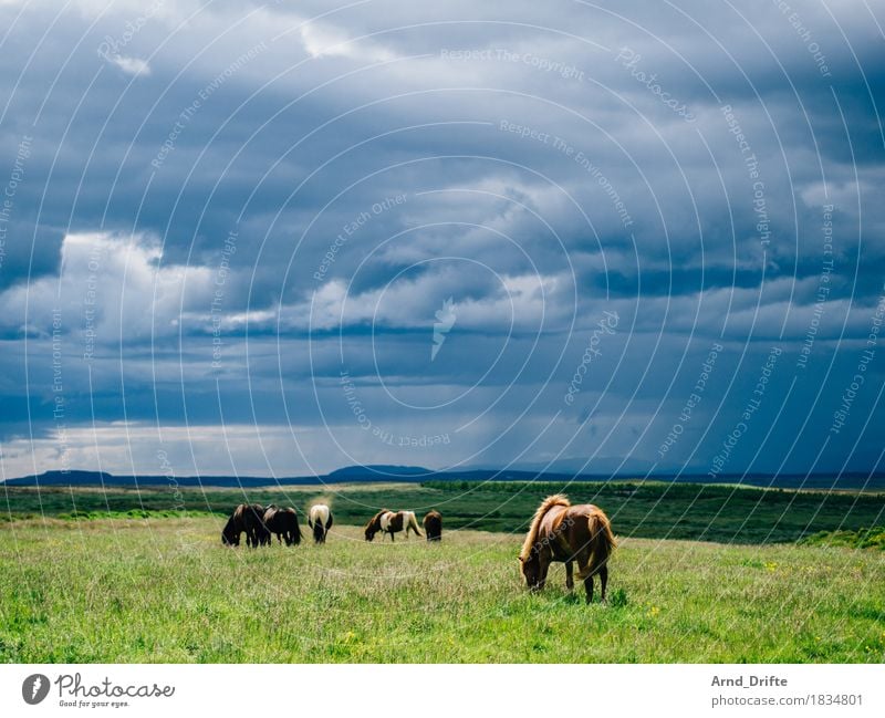 Island - Ponys Ferien & Urlaub & Reisen Ausflug Ferne Freiheit Natur Landschaft Pflanze Tier Himmel Wolken Gewitterwolken Wetter schlechtes Wetter Unwetter