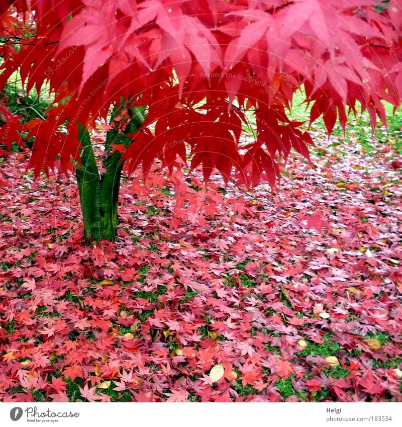 Ahornbaum mit roten Herbstblättern im Garten Farbfoto mehrfarbig Außenaufnahme Menschenleer Tag Umwelt Natur Pflanze Schönes Wetter Baum Gras Ahornblatt Blatt