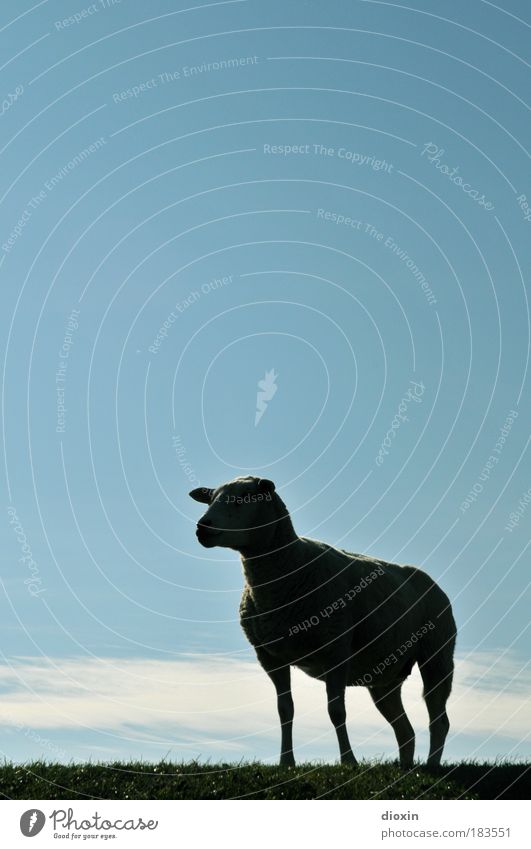 Das Genever-Schaf Farbfoto Außenaufnahme Menschenleer Textfreiraum oben Textfreiraum Mitte Tag Licht Kontrast Silhouette Tierporträt Blick nach vorn Himmel