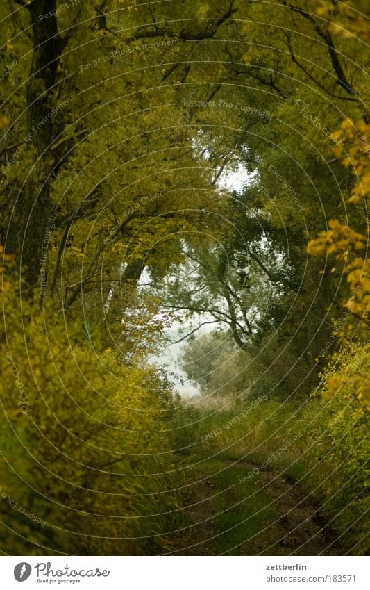 Mönchgut Herbst Mecklenburg-Vorpommern November Rügen Wald Wege & Pfade Fußweg Romantik Ausweg Ziel Waldlichtung Richtung Dämmerung Natur Baum Laubbaum Laubwald