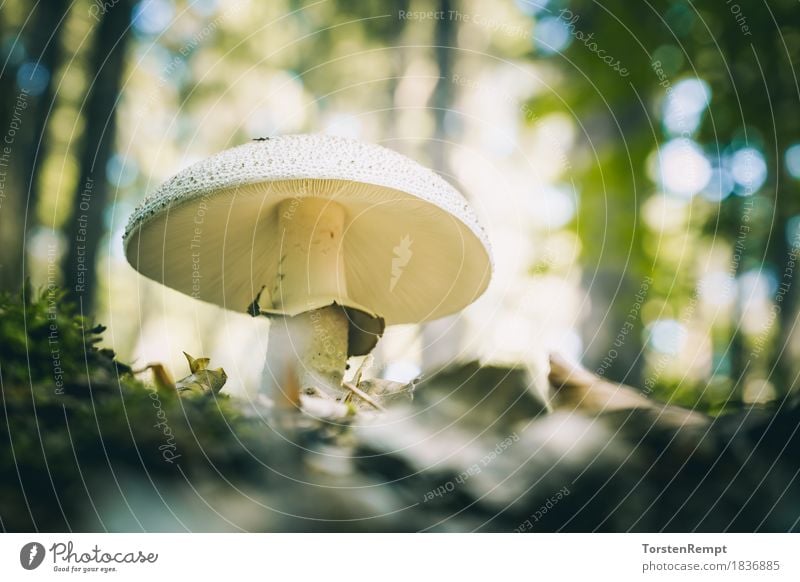 Perlpilz Umwelt Natur Sommer Herbst ästhetisch verrückt amanita Speisepilz Speisepilze Waldpilz Waldpilze ökologisch Bioprodukte Vegane Ernährung essbar