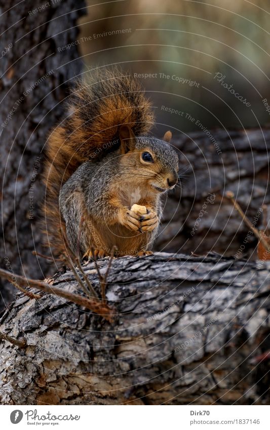 600! Wirklich! Oh, wenn ich so viele Nüsse hätte ... Ernährung Essen Baum Baumstamm Ast Baumrinde Nuss Eicheln Park Wald Boulder Colorado USA Tier Wildtier