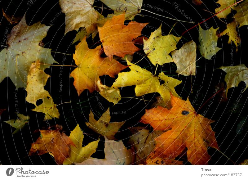fallen leaves Farbfoto Außenaufnahme Tag Kontrast Low Key Herbst Blatt mehrfarbig einzigartig Vergänglichkeit Wandel & Veränderung herbstlich gefallen liegen