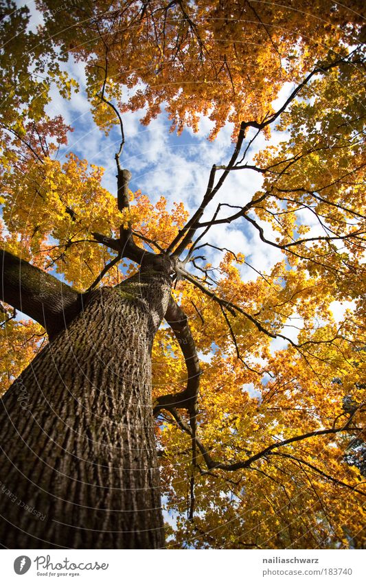 Herbstfarben Farbfoto mehrfarbig Außenaufnahme Strukturen & Formen Menschenleer Tag Licht Schatten Kontrast Sonnenlicht Froschperspektive Umwelt Natur Pflanze
