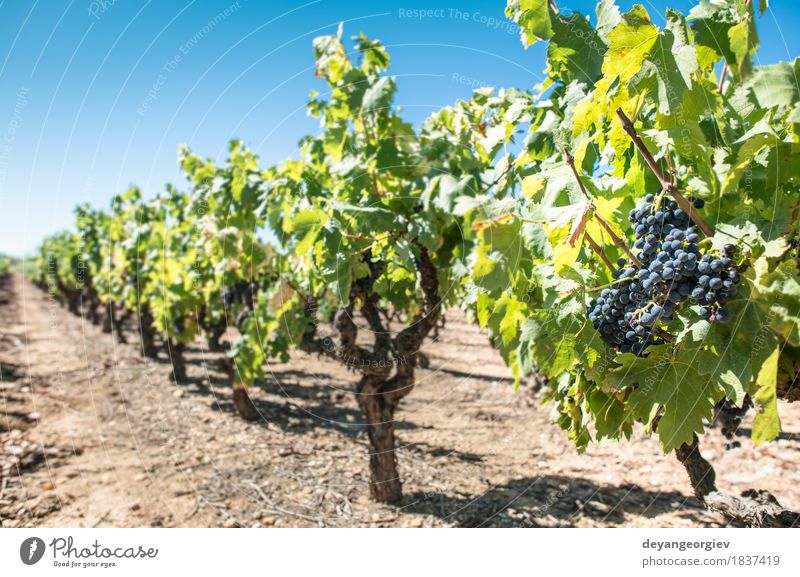 Rotwein Trauben. Frucht Natur Pflanze Herbst Blatt Wachstum frisch blau rot Wein Weintrauben Weinberg Spanien Ackerbau Weingut Lebensmittel Haufen Ernte reif