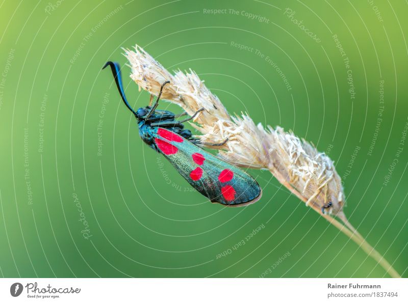 ein Sechsfleck-Widderchen sitzt an einem Grashalm Natur Tier Wiese Wildtier Schmetterling "Sechsfleck-Widderchen Blutströpfchen" 1 natürlich schön "Bio