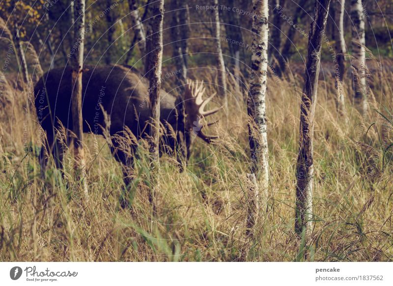 elchtest Herbst Gras Wald Tier Wildtier Fressen Elch Elchbulle Birkenwald Norwegen Skandinavien Horn Schaufel Farbfoto Gedeckte Farben Außenaufnahme