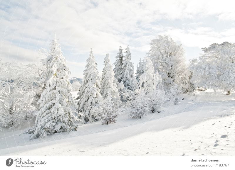 weiß_1 Gedeckte Farben Licht Freizeit & Hobby Ferien & Urlaub & Reisen Winter Schnee Winterurlaub Berge u. Gebirge Eis Frost Wald hell kalt Erholung Tanne
