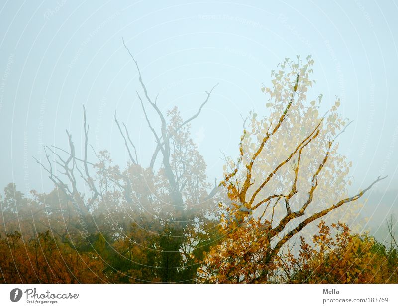 Übergang Umwelt Natur Landschaft Pflanze Luft Himmel Herbst Klimawandel Baum Wald verblüht dehydrieren natürlich Stimmung ruhig träumen Leben Umweltschutz