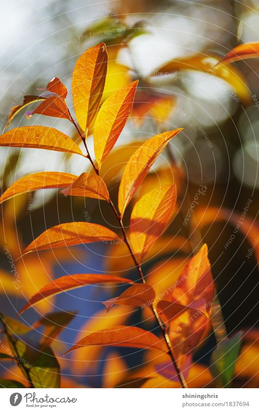 herbst am stil Natur Herbst Schönes Wetter Pflanze Sträucher Blatt Garten leuchten Wärme orange Farbfoto Außenaufnahme Menschenleer Tag Sonnenlicht