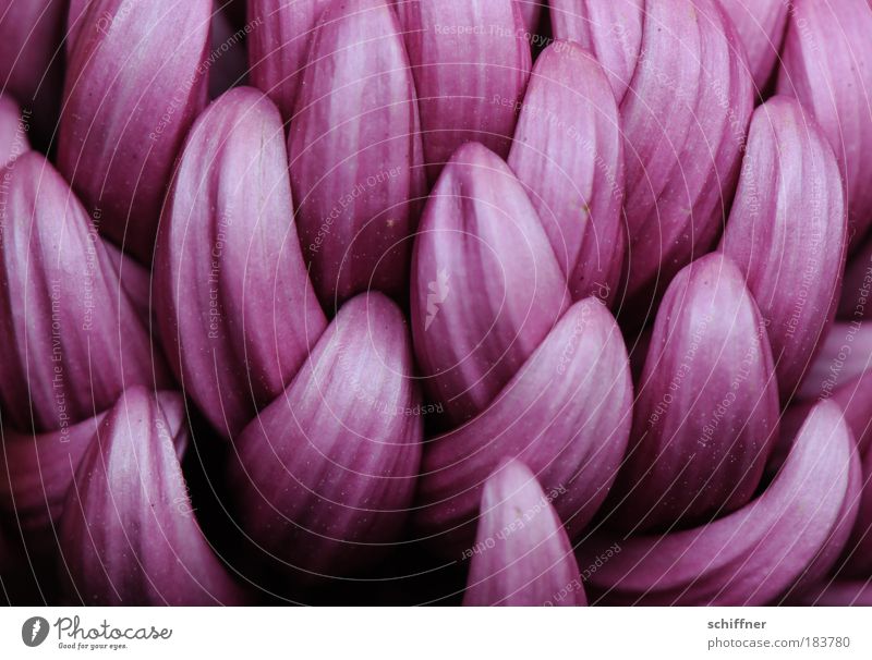 [300] Blättchen Makroaufnahme Natur Pflanze Blume Blüte exotisch Kitsch schön violett Geborgenheit Chrysantheme Nahaufnahme Blütenblatt gekrümmt durcheinander