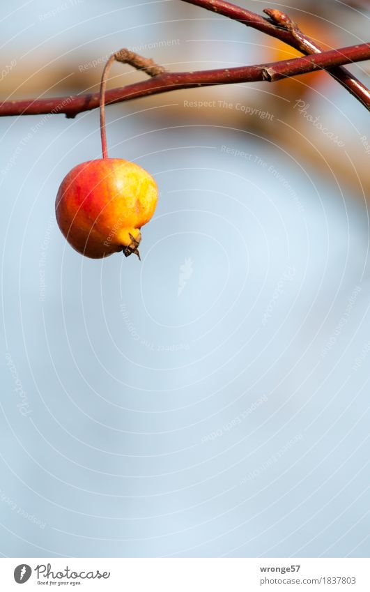 Winterapfel Frucht Apfel Ein Lizenzfreies Stock Foto Von Photocase