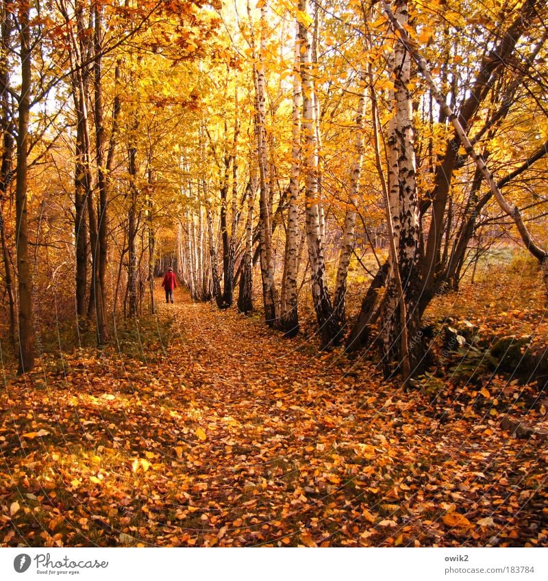 In den Herbst Farbfoto mehrfarbig Außenaufnahme Textfreiraum unten Tag Licht Schatten Kontrast Sonnenlicht Rückansicht Mensch Frau Erwachsene Partner 1 Natur