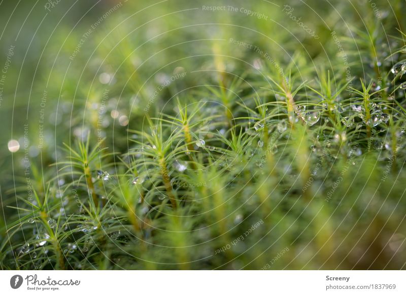Moosfrisch #1 Natur Pflanze Wasser Wassertropfen Herbst Wald klein nass grün Tau Farbfoto Außenaufnahme Detailaufnahme Makroaufnahme Menschenleer Tag